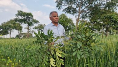 World Cancer Day: विश्व कैंसर दिवस पर विशेष: कैंसर पीड़ितों के लिए ढाई एकड़ खेत में लगा दिये 500 लक्ष्मी तरु के पेड़,कैंसर के मरीजों को मुफ्त बांटते है पत्तियां