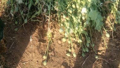 Betul Samachar: धनिया और पालक के बीच हो रही थी अफीम की खेती