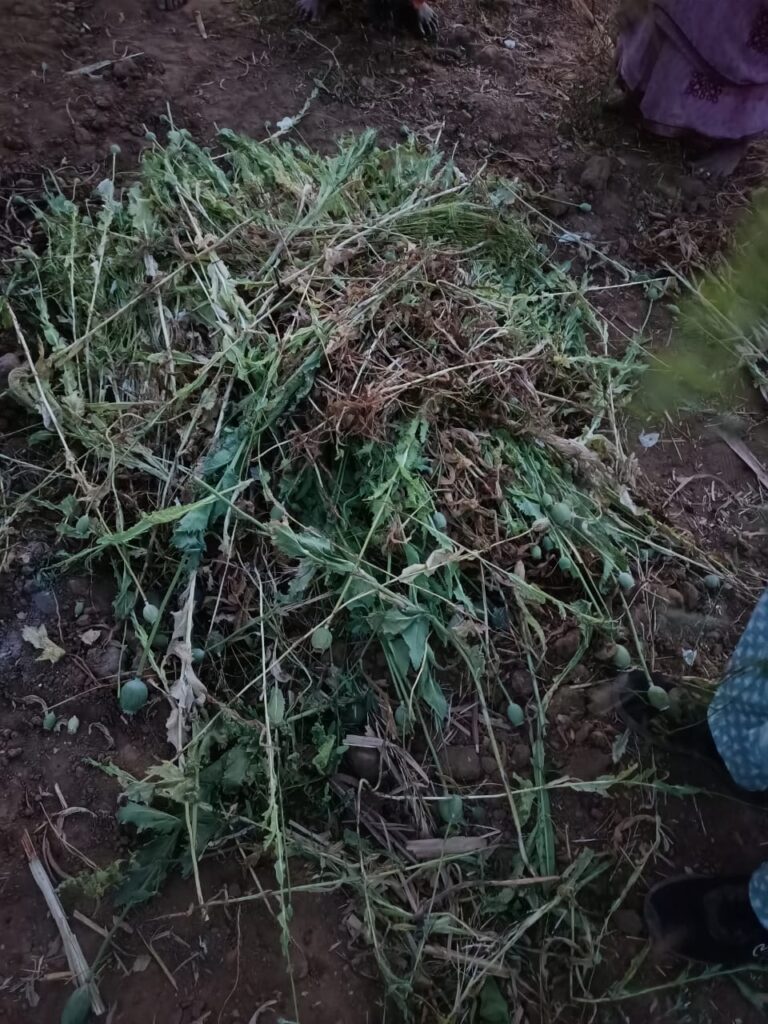 Betul Samachar: धनिया और पालक के बीच हो रही थी अफीम की खेती