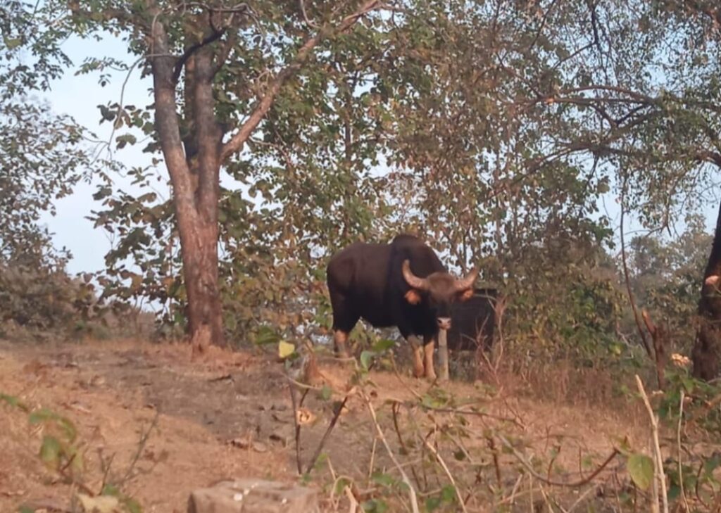 Tapti conservation 0