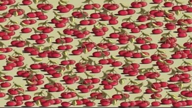 Optical Illusion : अगर खुद को समझते हैं जीनियस तो सिर्फ 4 सेकंड में चैरी के बीच में छिपे टमाटर को ढूंढ निकालिए?