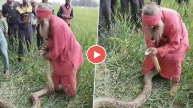 Python Viral Video: विशालकाय अजगर को बुजुर्ग व्यक्ति ने जबड़े से पकड़कर घसीटा, वीडियो देख खड़े हो जाएंगे रोंगटे
