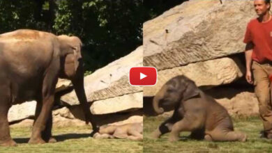 Hathi Ka Viral Video: नन्हे हाथी को सोते देख बुरी तरह से घबरा गई मां, बच्चे को जगाने उठाया ऐसा कदम जिसे देख मोहित हो जाएंगे