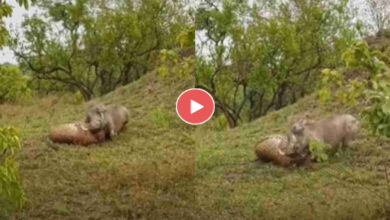 Leoprad & Wild Pig Video : जंगल में तेंदुए और जंगली सुअर के बीच हुई जबरदस्त लड़ाई, वीडियो हुआ वायरल