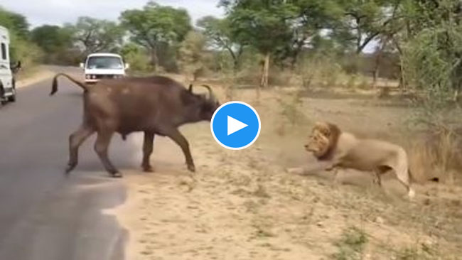 Buffalo vs Lion Video: शेर से बचकर भाग रही थी भैंस, तभी हुआ कुछ ऐसा जीसे देख पीछे हटने पर मजबूर हुआ जंगल का राजा