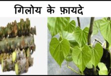 Giloy Benefits: इम्यूनिटी बढ़ाने में गिलोय लाभकारी, कई बिमारीयों को रोकने में मददगार, जानें और भी फायदे