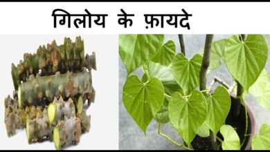 Giloy Benefits: इम्यूनिटी बढ़ाने में गिलोय लाभकारी, कई बिमारीयों को रोकने में मददगार, जानें और भी फायदे