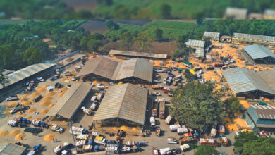 Betul News: तीन लाख किसान उपज बेचने दो मंडियों पर निर्भर, बैतूल मंडी में बिगड़ रहे हालात