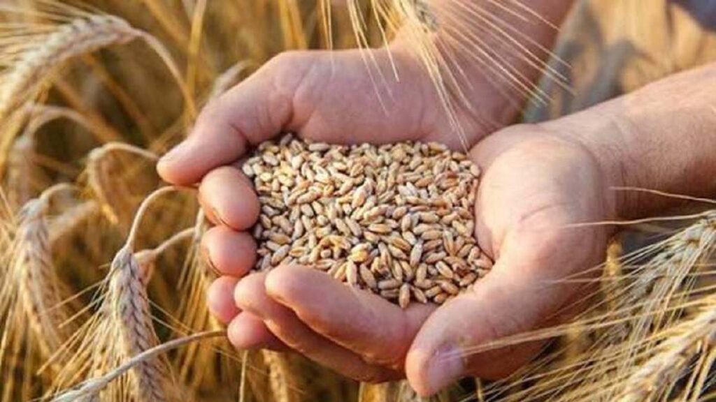 MP Wheat MSP Price: मध्यप्रदेश सरकार की गेहूं एमएसपी पर खरीदी की तैयारी, किसानों को मिलेगा सीधा लाभ