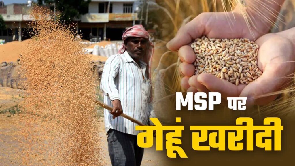 MP Wheat MSP Price: मध्यप्रदेश सरकार की गेहूं एमएसपी पर खरीदी की तैयारी, किसानों को मिलेगा सीधा लाभ