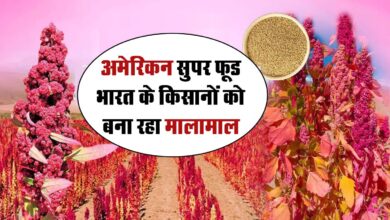Quinoa Farming: अमेरिका का यह अनाज भारत के किसानों को बना रहा मालामाल, सेहत को भी मिलते है बेमिसाल फायदे