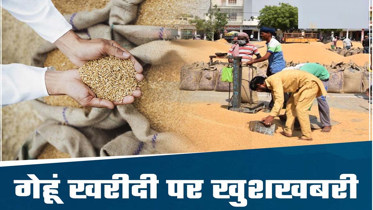 MP Wheat MSP Price: मध्यप्रदेश सरकार की गेहूं एमएसपी पर खरीदी की तैयारी, किसानों को मिलेगा सीधा लाभ