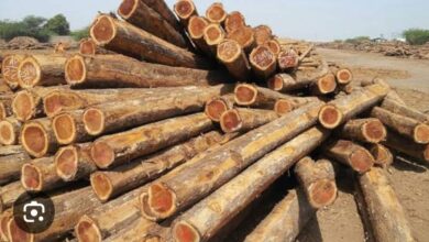 Betul News: वन वृत के इतिहास में वन माफियाओं के खिलाफ बड़ी कार्यवाही