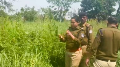 Betul News: एक और खुलासा: गेहूं की फसल के बीच हो रही थी गांजे की खेती, गिरदावरी करने पहुंची टीम की आंखें फ़टी रह गई